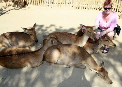 Reiki for Cats, Dogs,Horses, and all animals big and small Las Vegas