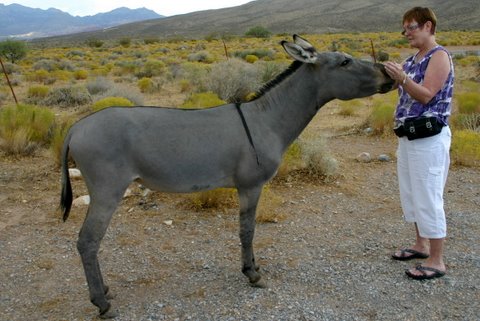 Reiki Master Eileen giving reiki to a wild Burro in Red Rock Canyon, Las Vegas