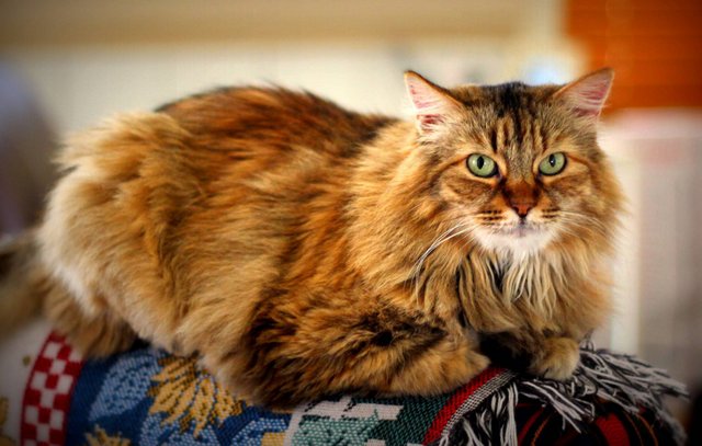 Pet photography Las Vegas Nevada